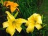 Flower 10