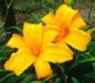 Flower 12