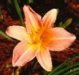 Flower 14