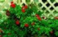 Flower 17