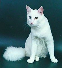 Infant at 15 months, The Winner of "Pride of Russia-98"