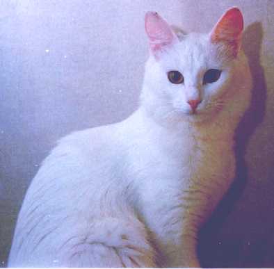 ��������, 2 ����. ���� ����� ����, ��� ��� ������ ����� ��������������� ��������