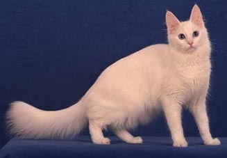 Turkish Angora of American bloods