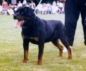 Brutus von der Hammerschmiede