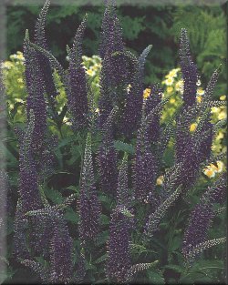 Speedwell
