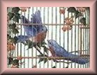 bluebirds