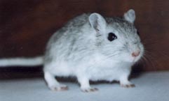 grey agouti