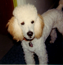 Charlie.jpg