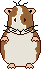 cavia