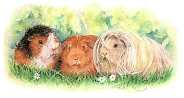 drie cavia's