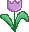 tulpje