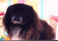 peksBuddy2000