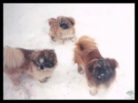 pekswinter1993ruffbuffspunky