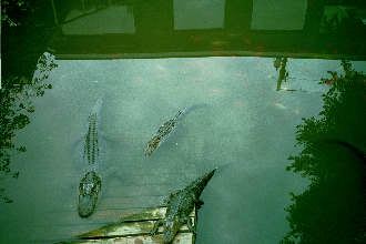Alligators