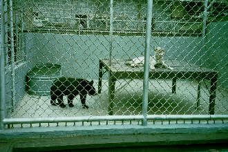 wolf and bear