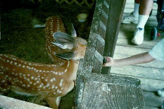 deer