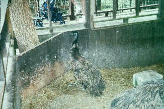 peacock