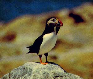Puffin