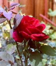 CHRYSLER IMPERIAL ROSE