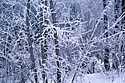 TREES IN WINTER