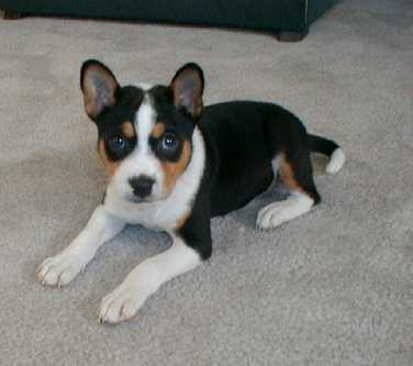 LOLLY, A TRI-COLOR BASENJI PUPPY