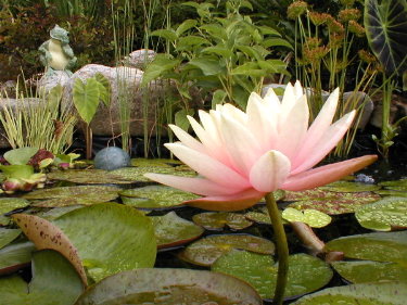 Waterlily 'Colorado' in bloom