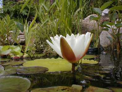 The second blossom of the same plant