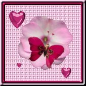 Link to Butterfly Island