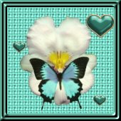 Link to Butterfly Island