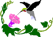 Hummingbird