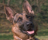 [My German Shepherd EDU]