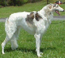 Rocket.jpg (39784 bytes)