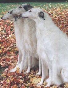 boys2.jpg (41603 bytes)