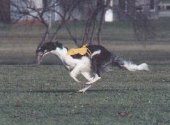 brook1.jpg (23281 bytes)