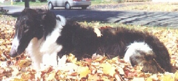 brooks1.jpg (38194 bytes)