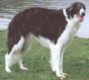 brooks3.jpg (43327 bytes)