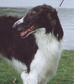 brooks4.jpg (38066 bytes)