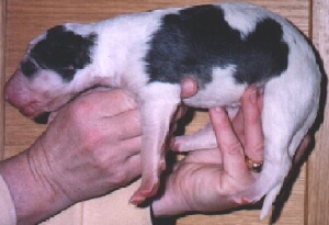 rocket1.jpg (31628 bytes)