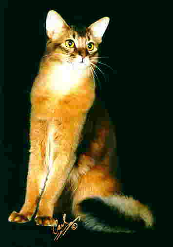 Chakotay