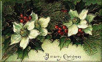white poinsettias with holly berries