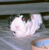 Guinea Pig