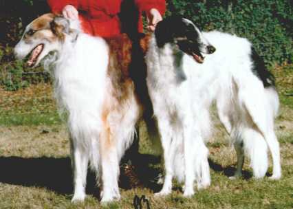 BEAU.JPG (17242 bytes)