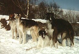 Borzoi WebRing Logo