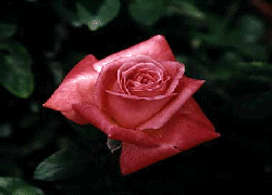 [Rose-dew.gif]