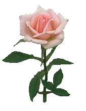 [pink rose]