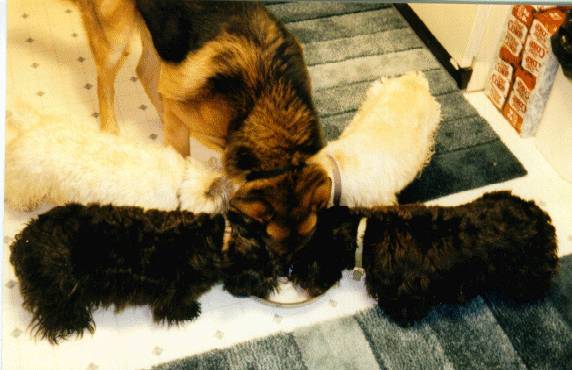 German Shepherd & 4 Scotties