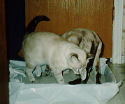 Bashful and Missy in the Litter Box