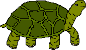 Turtle Image