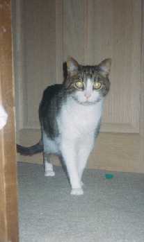 bandit.jpg (5978 bytes)