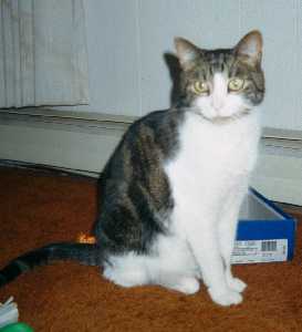 bandit3.jpg (8205 bytes)